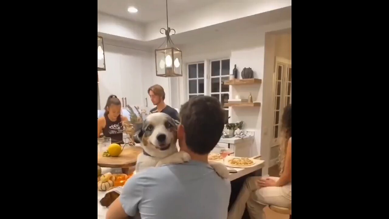 When your favorite human comes home for the holidays.#qutedog