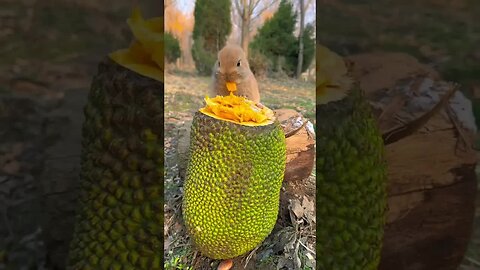 The little rabbit who loves jackfruit has a cute pet debut plan. Rabbit, a cute pastoral pet.