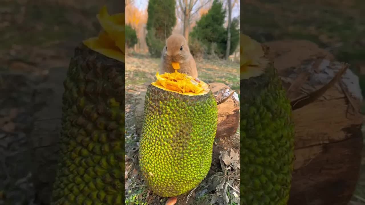 The little rabbit who loves jackfruit has a cute pet debut plan. Rabbit, a cute pastoral pet.