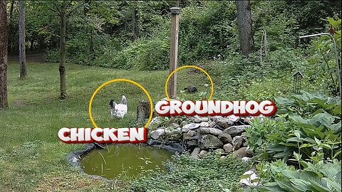 CHICKEN ATTACKS GROUNDHOG!
