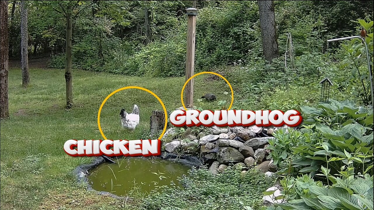 CHICKEN ATTACKS GROUNDHOG!