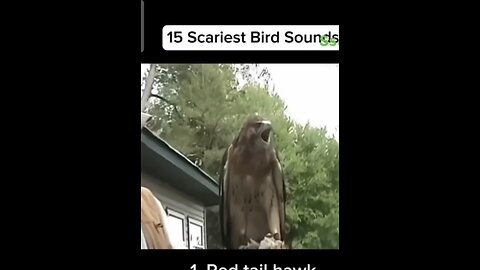 Feathered Frights: Sounds That Send Shivers
