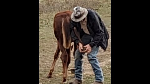 Sriracha - picking up hooves unrestrained 17 Oct 2025