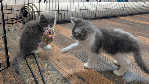 Pet of the Week: Hopkins & Sprout at Happy Tails Humane Society
