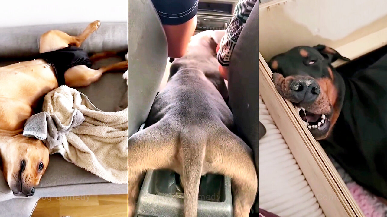Is This What Dogs Do When We’re Not Watching?