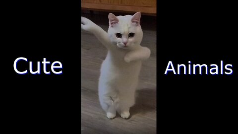 Cute Animals