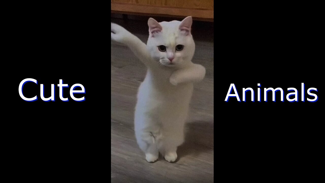 Cute Animals