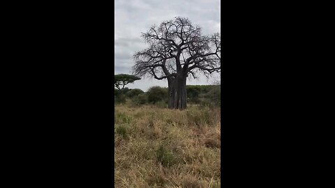 A tiger climbing a tree