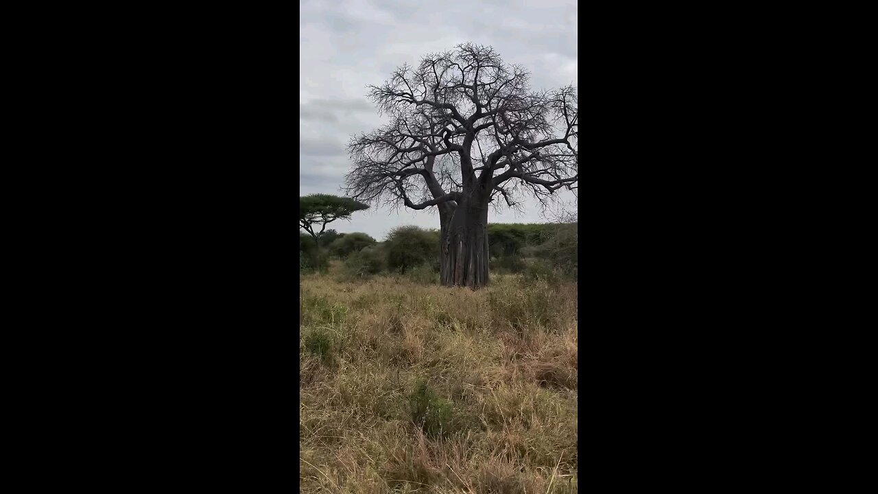 A tiger climbing a tree