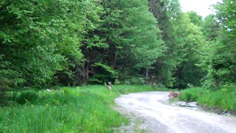 White-tailed deer