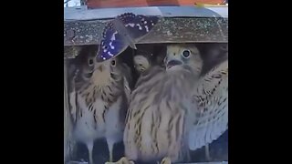 A Butterfly Scares The Baby Hawks In Their Nest…