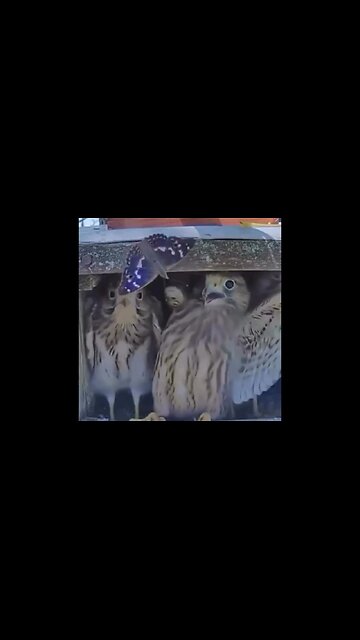 A Butterfly Scares The Baby Hawks In Their Nest…