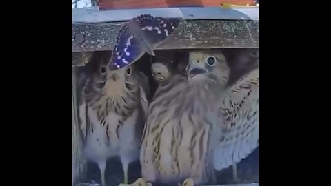 A Butterfly Scares The Baby Hawks In Their Nest…