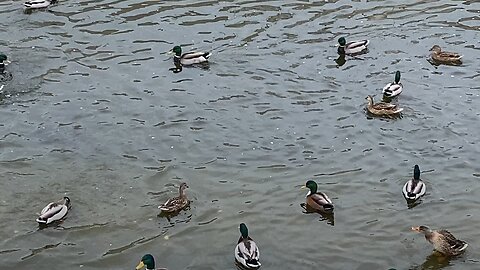 I’m recording Mallard Ducks 🦆 Today October 25 2025