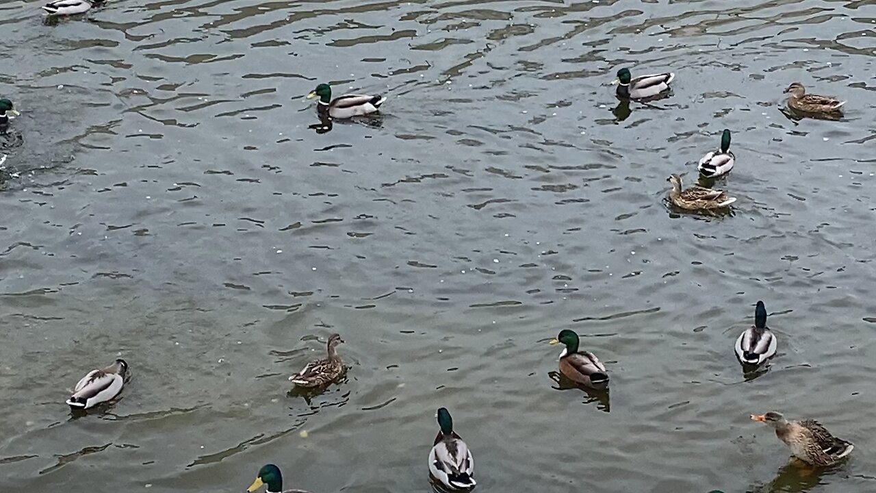 I’m recording Mallard Ducks 🦆 Today October 25 2025