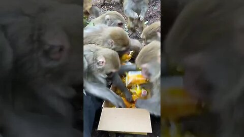 crazy monkey