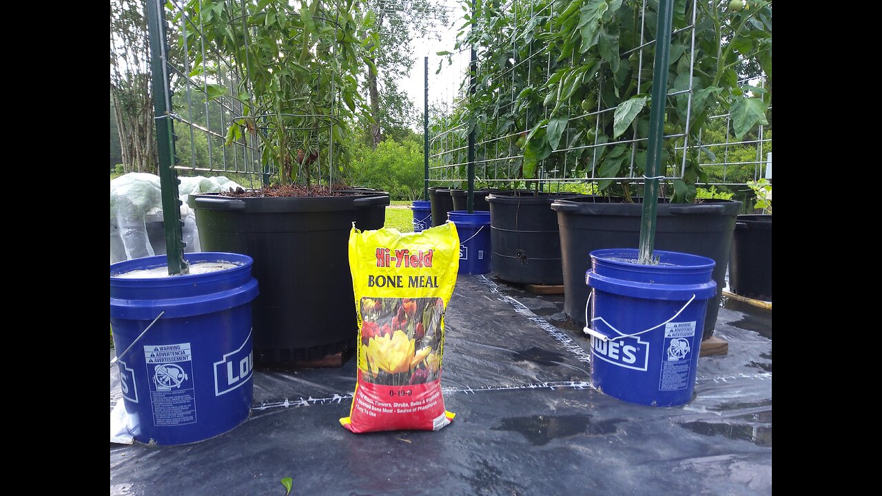 Second Fertilizing Hossinator And Brandywine Tomato Plants 5/27/25