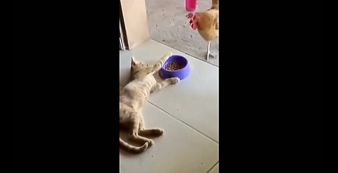 Cute and Funny Pets: Cats and Dogs Being Goofy