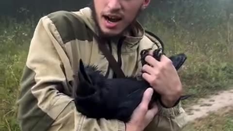 crow responds in the same way