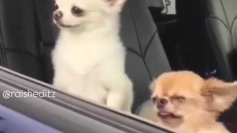 doggys