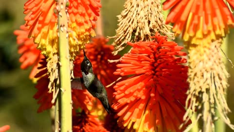 Hummingbird | Bird Sounds | Sounds of nature