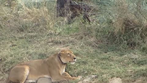 Lion VS Zebra
