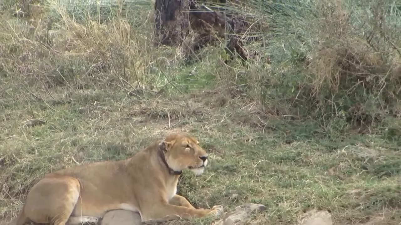 Lion VS Zebra