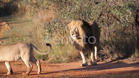 Lion herd walking away