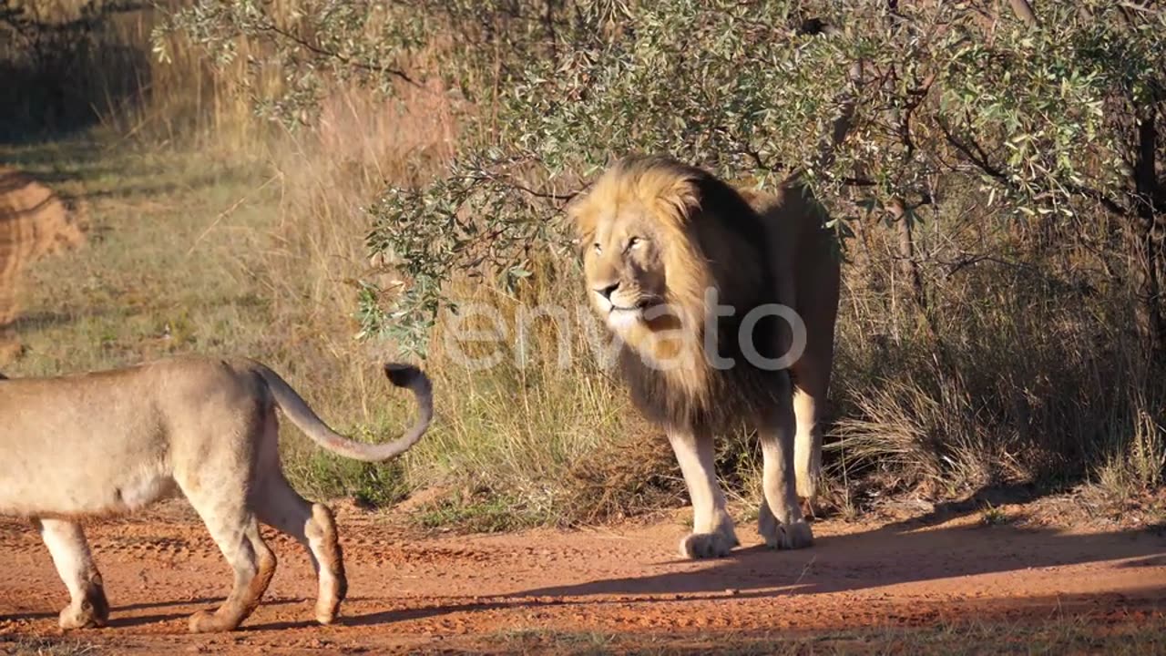 Lion herd walking away