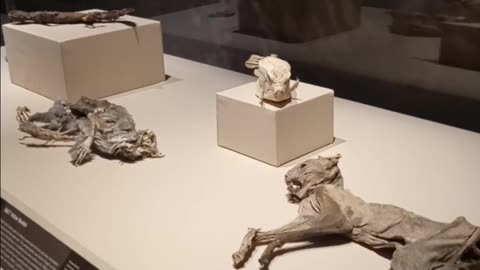 ID Museum - Idaho Falls