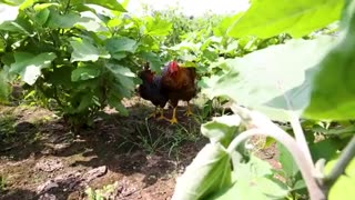 Oil Brinjal Curry