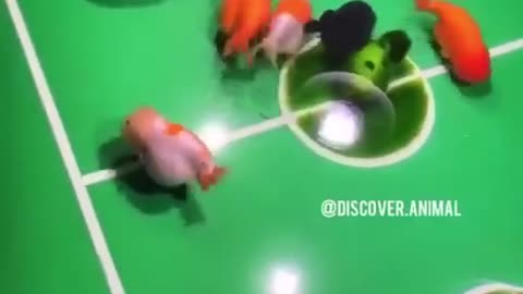 Beautiful fishes playing football