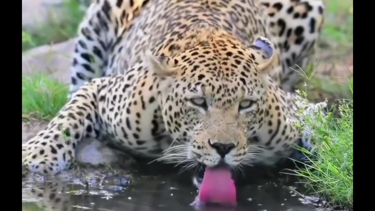 onça pintada muito linda