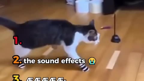 Ranking the Goofiest Cat Moments