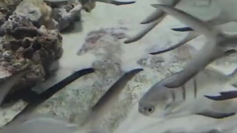 fishy fish 06-19-2022