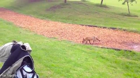 Animals Are Born Comedians Funniest ANIMAL Videos