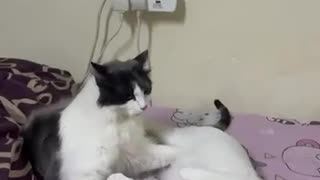 Aggressive behaviour >>>Cats