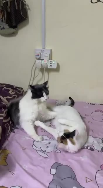 Aggressive behaviour >>>Cats