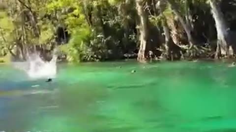 😮💥 Wild Monkeys Cannonballing Into River! | FeedMyCuriosity