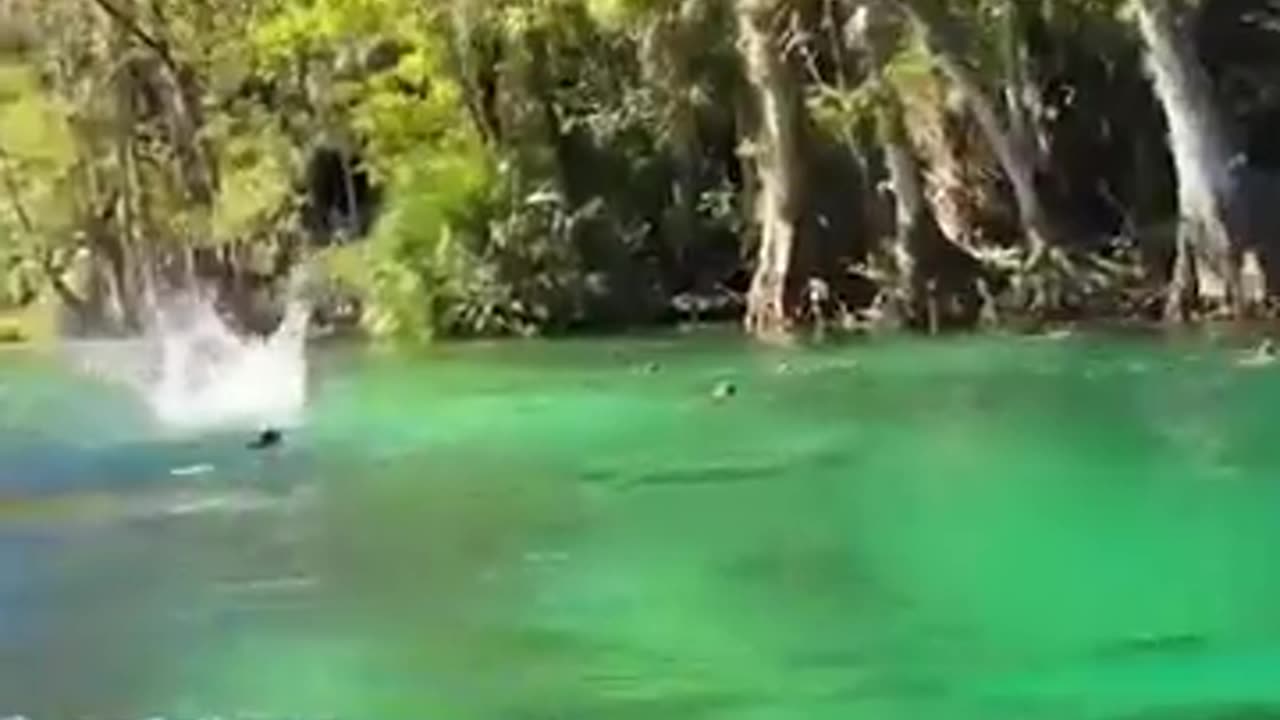 😮💥 Wild Monkeys Cannonballing Into River! | FeedMyCuriosity