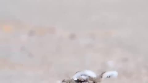 Chik Dance