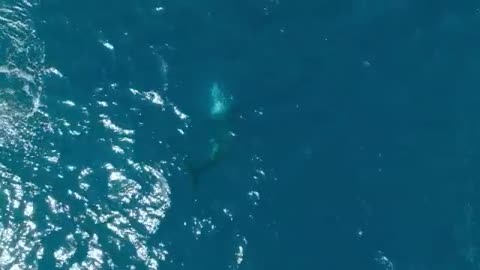 Whales Act