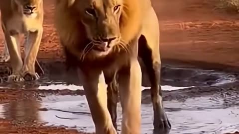 Crazy and funny animals