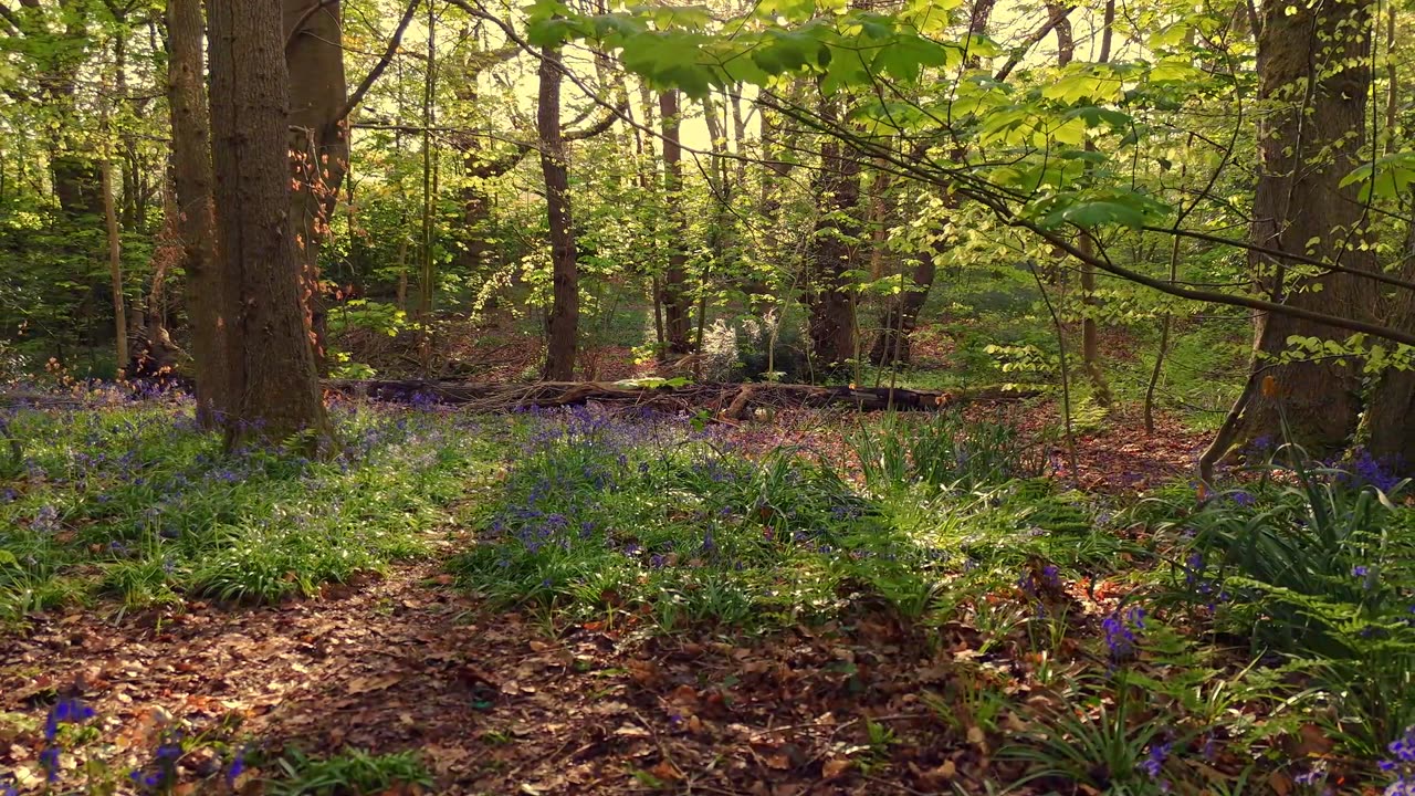 Hidden Garden Lofi – Calm Nature Mix