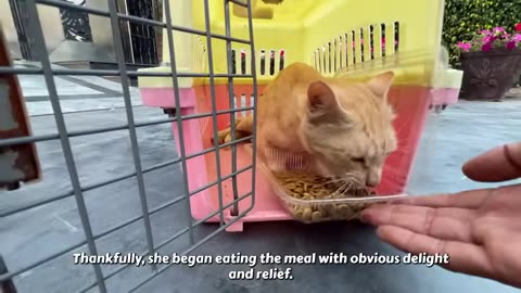 cat waiting for her owner would return