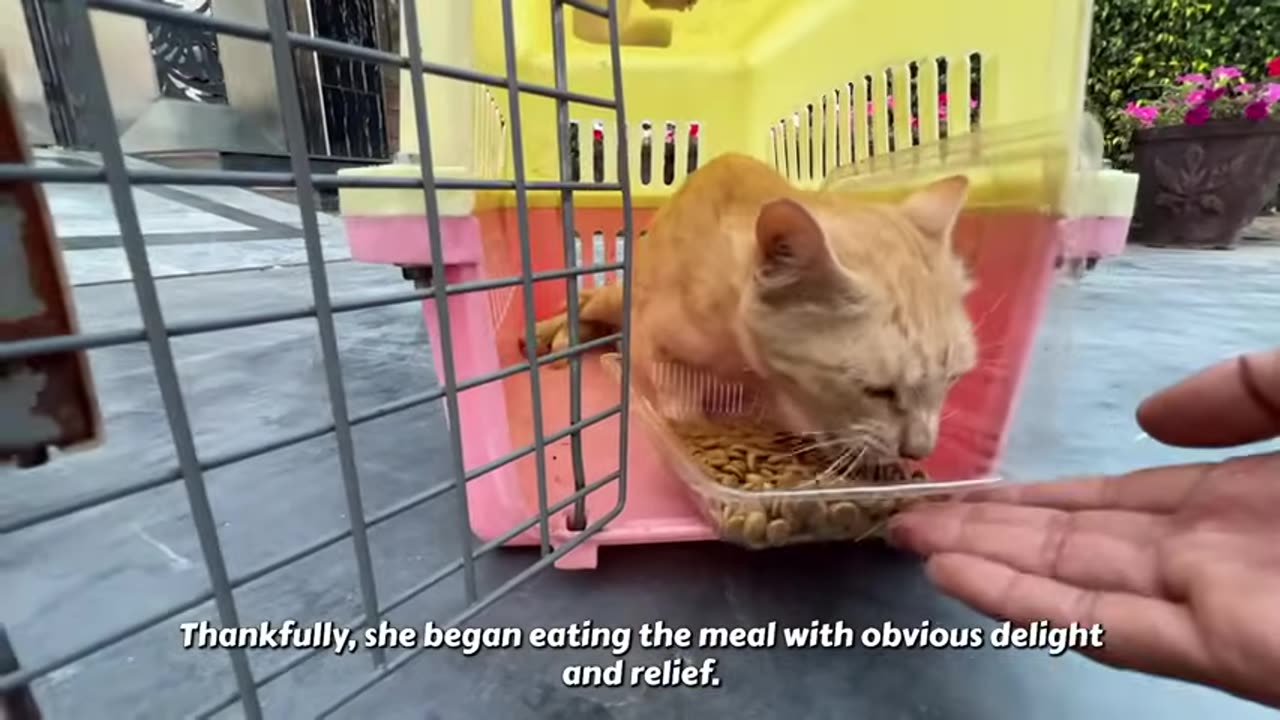 cat waiting for her owner would return