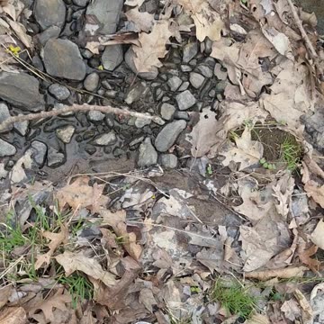 Releasing the baby painted turtle into the wild