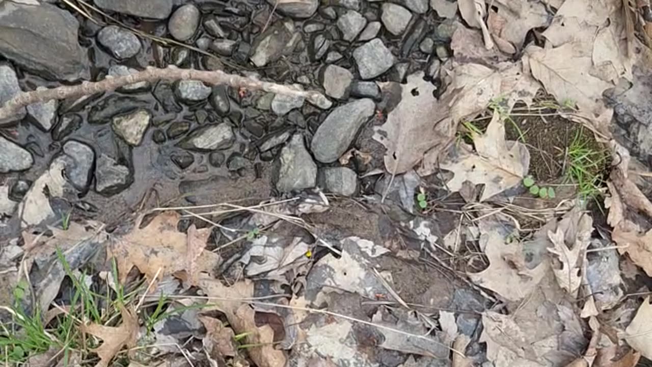 Releasing the baby painted turtle into the wild
