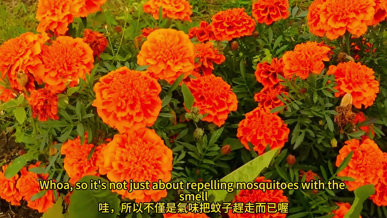 家種萬壽菊 蚊子跑光光