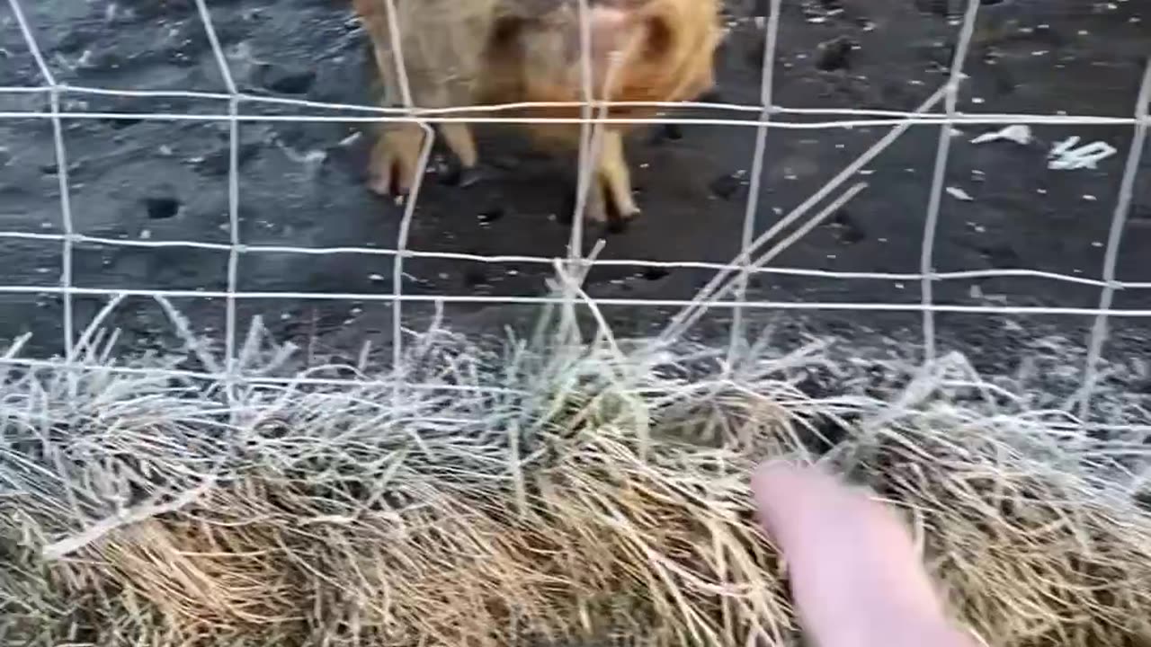 Hairy Pig🇩🇰